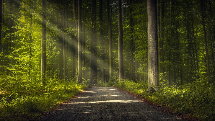 Green Forest Path, direction, land, thick forest, transportation Free HD Wallpaper