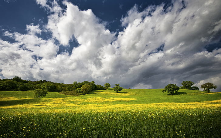 Greengrass Field, outdoors, rural scene, maremma, yellow Free HD Wallpaper