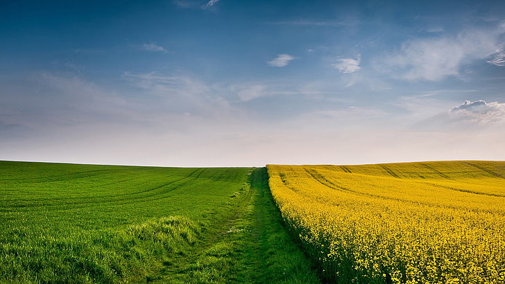 Hay Field, tranquil scene, beauty in nature, tranquility, agriculture Free HD Wallpaper