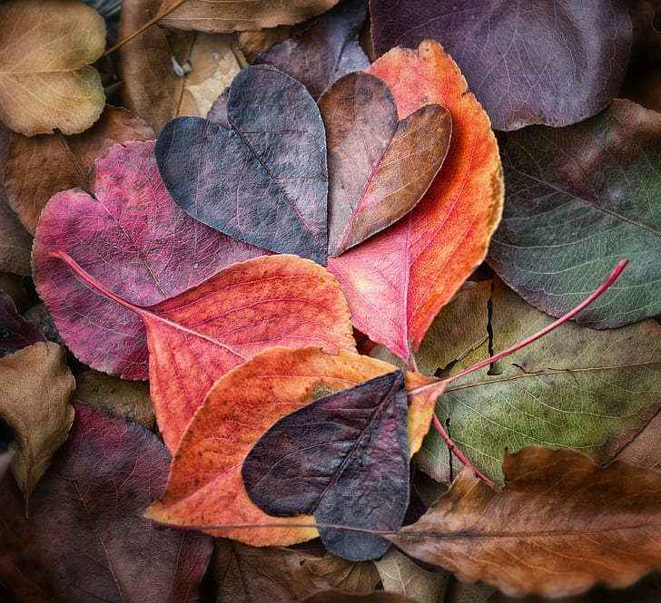 Heart Shaped Autumn Leaves, square, leaf, still life, explore