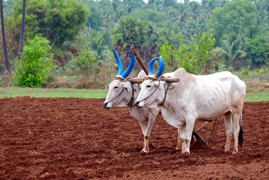India Agriculture and Livestock, mammal, cattle, domestic animals, animal wildlife Free HD Wallpaper