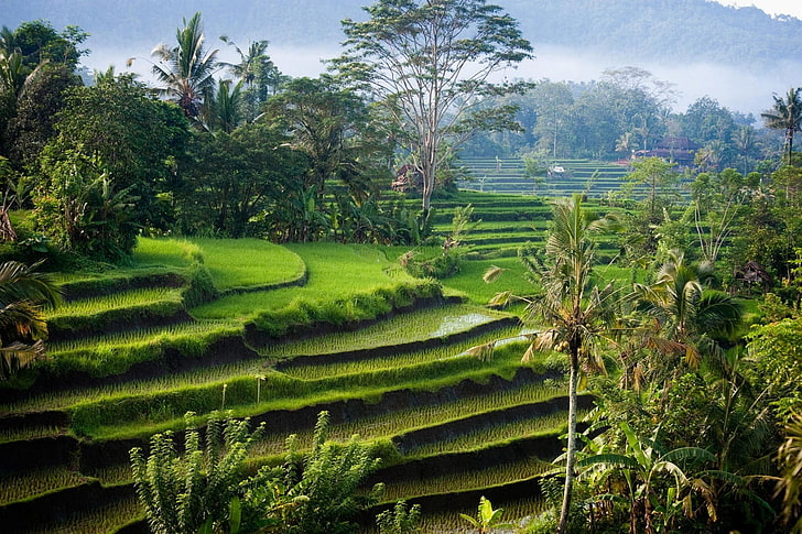 Indonesia Rice Terraces, no people, field, rice  cereal plant, palm tree Free HD Wallpaper