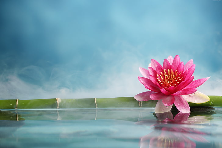 Japanese Lotus Flower, water, 5k, flower, lotus Free HD Wallpaper