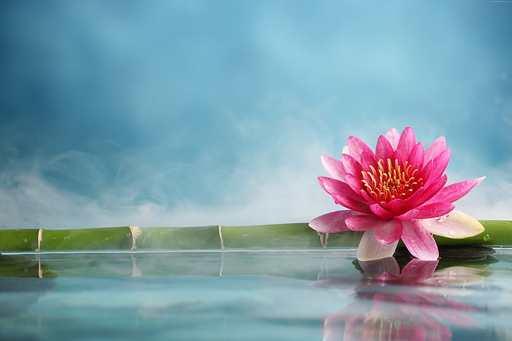 Japanese Lotus Flower, water, 5k, flower, lotus