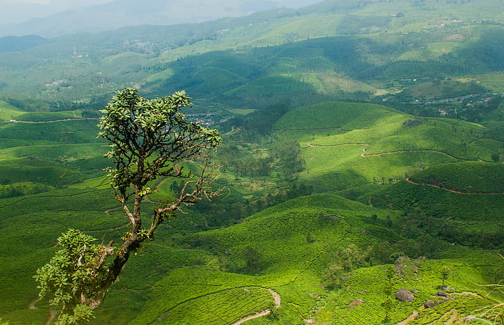 Kerala Nature, green color, field, feels like, landscape Free HD Wallpaper
