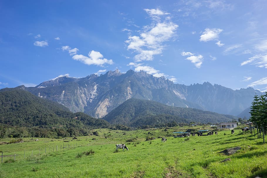 Lembu New Zealand, environment, mountain, grass, sabah Free HD Wallpaper