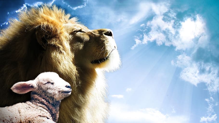 Lion Lamb Art, nature, one animal, religion, domestic animals Free HD Wallpaper
