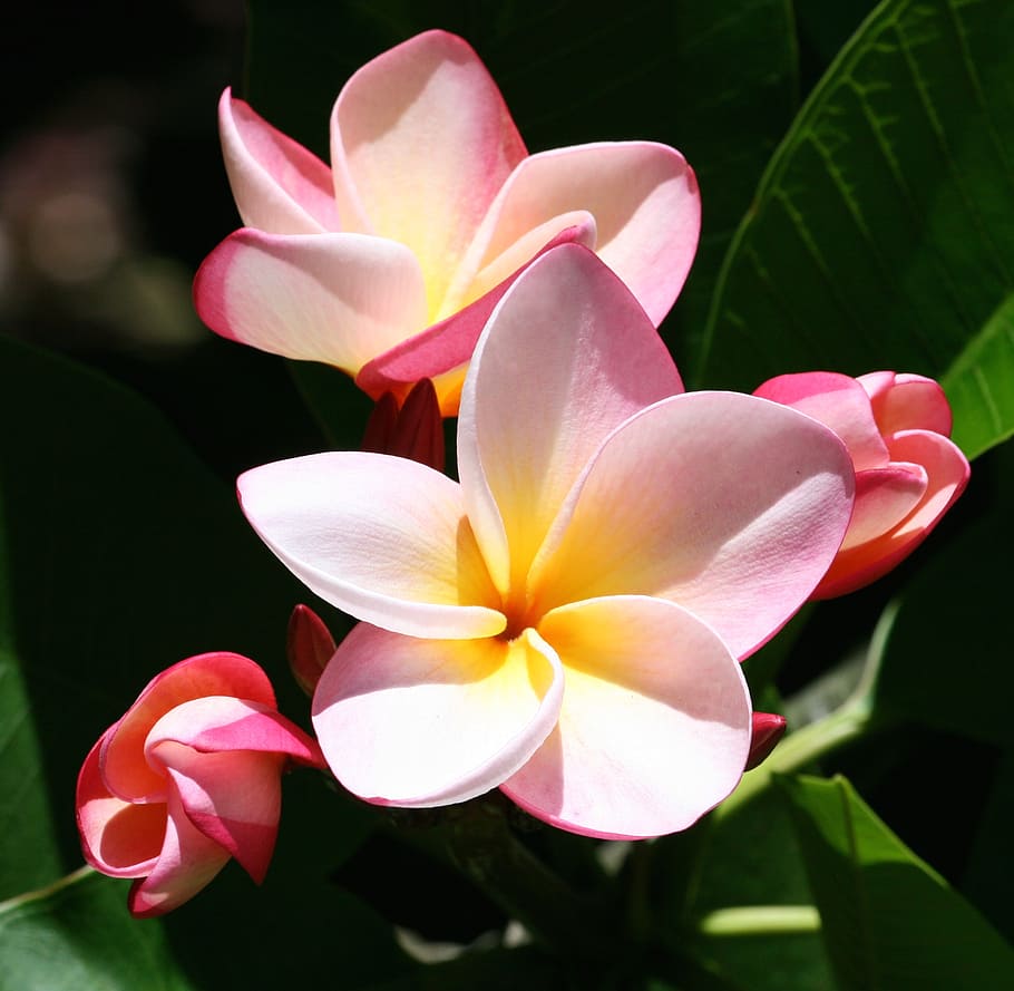 natural, outdoors, closeup, flowering plant