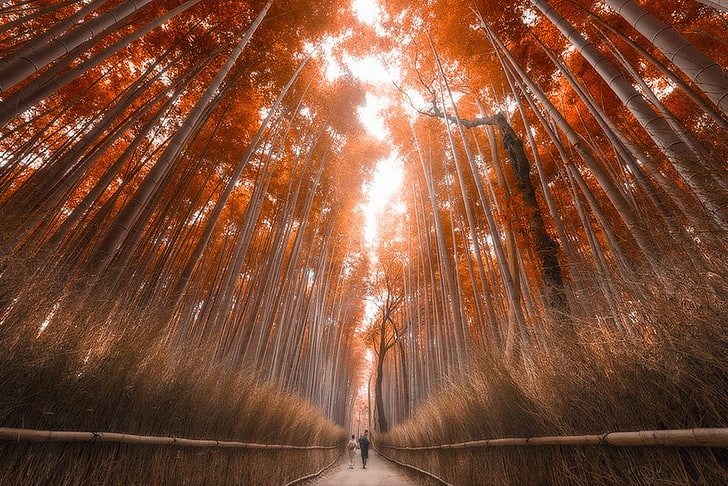 Night Bamboo Forest Kyoto Japan, sunlight, outdoors, bamboo grove, yellow Free HD Wallpaper