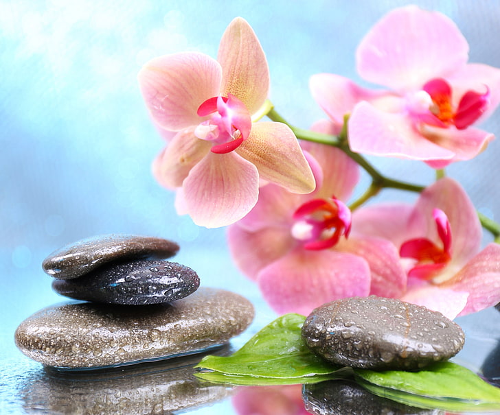 Orchid Free, inflorescence, flower, focus on foreground, relaxation Free HD Wallpaper