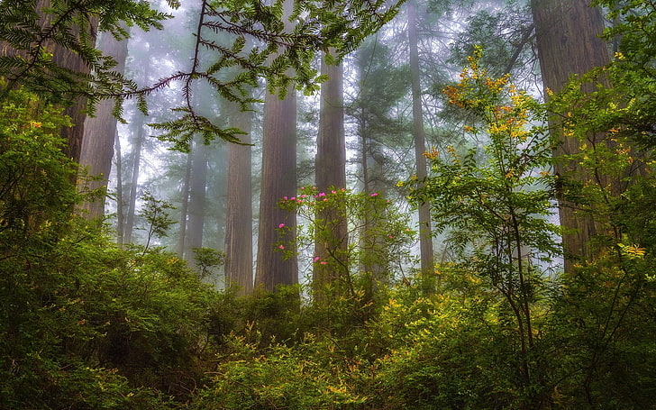 Redwood Forest Photography, tranquil scene, redwood, bamboo  plant, no people