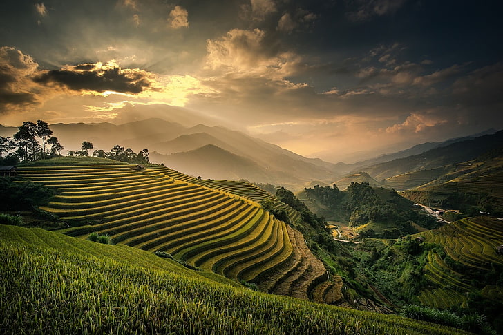 Rice Paddy Fields Vietnam, no people, bali, rice paddy, rice  cereal plant Free HD Wallpaper