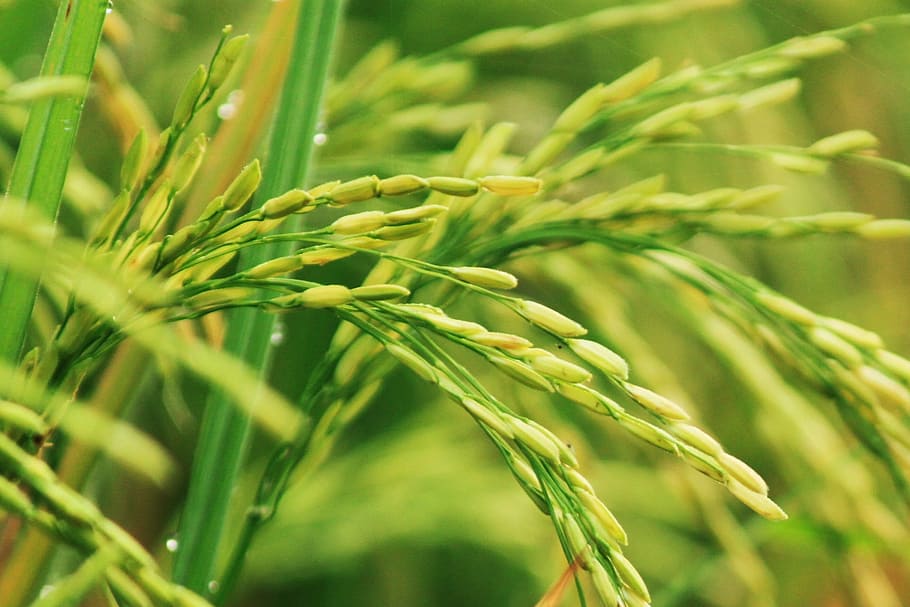 Rice Plant Varieties, barley, landscape, no people, crop Free HD Wallpaper