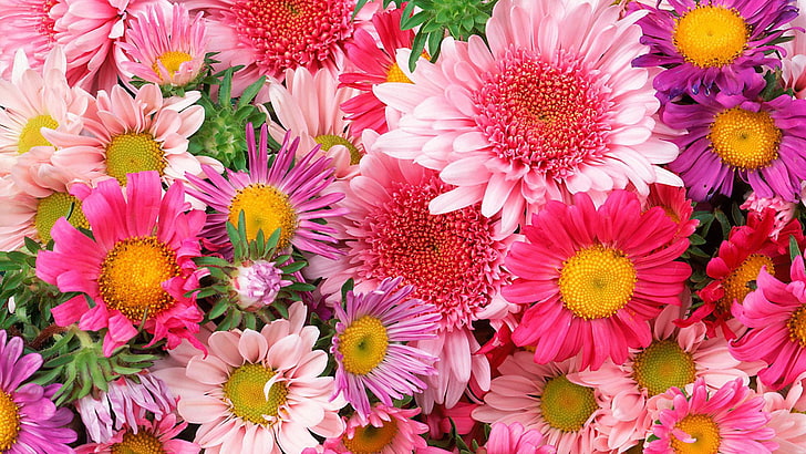 Spring Colorful Flowers, beauty in nature, pink color, flora, freshness Free HD Wallpaper