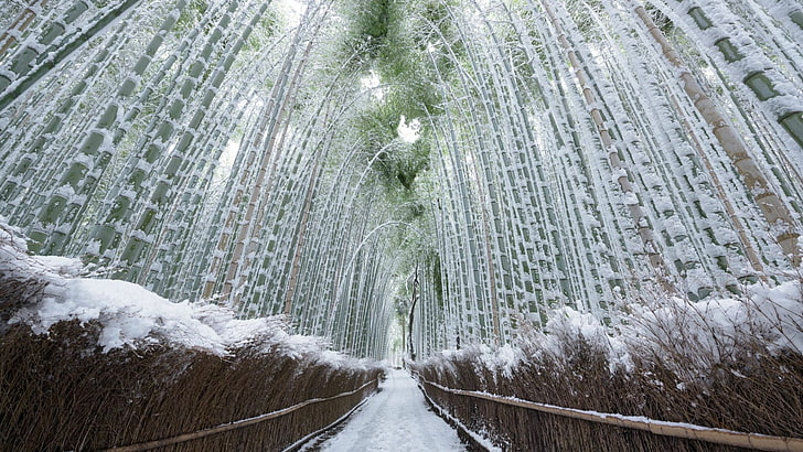 Tenryuji Temple Kyoto Bamboo Forest, the way forward, grove, tranquility, outdoors Free HD Wallpaper