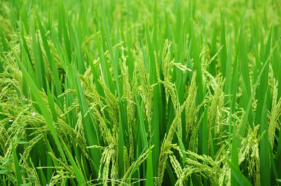 Thailand Rice Paddies, crop, plantation, asia, day Free HD Wallpaper