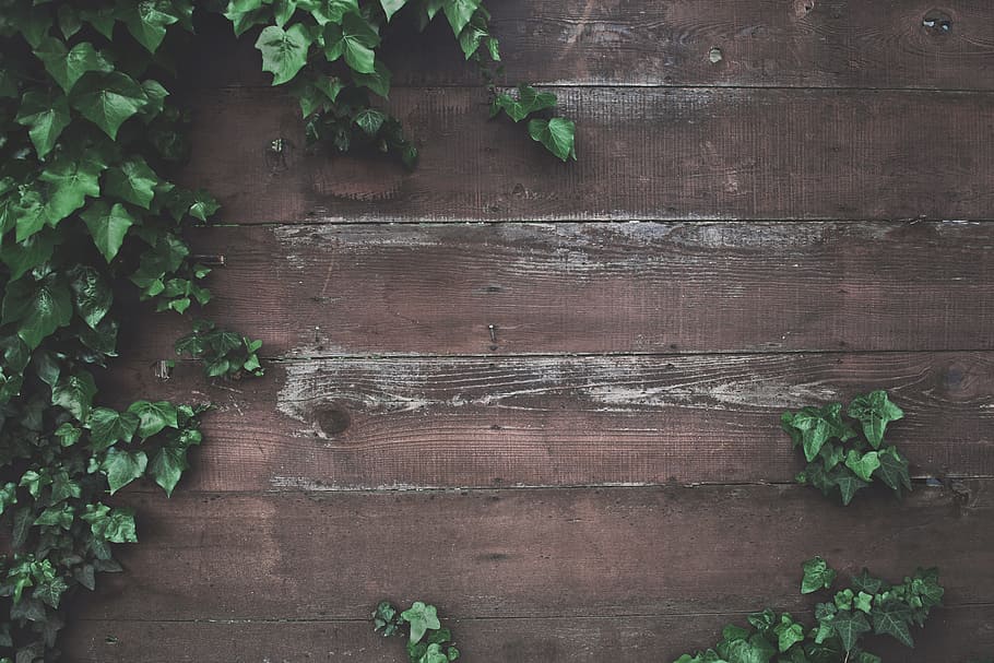 Wood Paneling, plank, green color, directly above, closeup