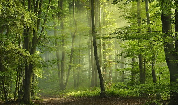 woodland, morning, outdoors, scenics  nature Free HD Wallpaper