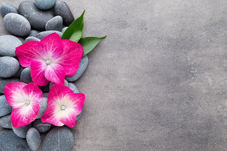 Zen Spa Flowers, no people, pink color, copy space, flower head Free HD Wallpaper