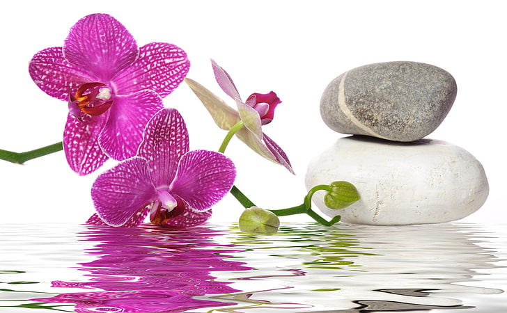 Zen Stones and Flower, beauty, stone  object, botany, freshness Free HD Wallpaper