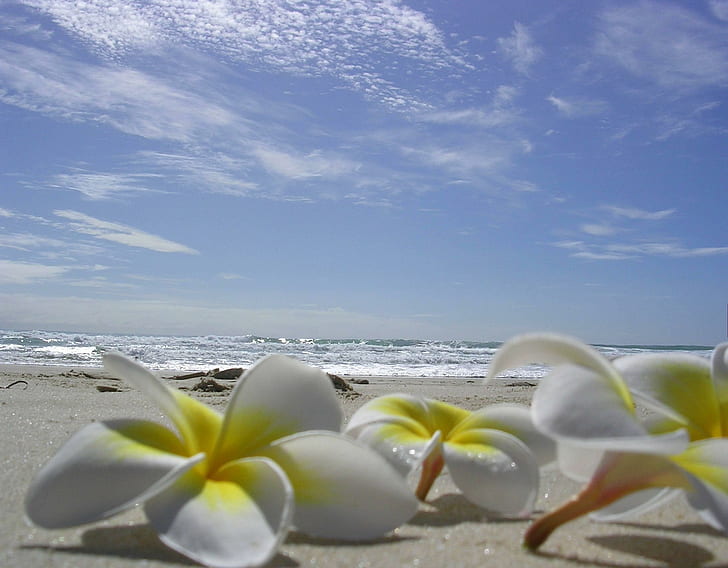beach, island, paradise, tropical Free HD Wallpaper