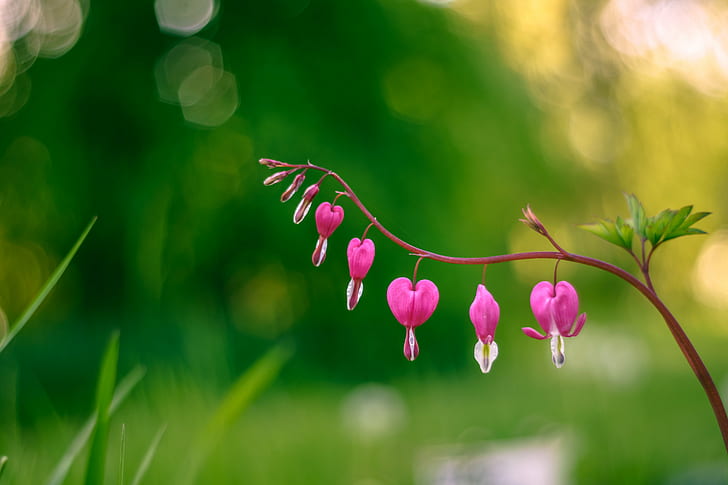 Bleeding Heart Bouquet, summer, bokeh, nature, bleeding  heart Free HD Wallpaper