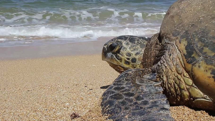 Endangered Sea Turtles, tortoise shell, endangered, tropical, hawaiian