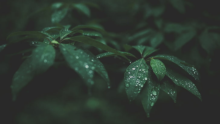 Green Leaf HD, focus on foreground, blurred, outdoors, no people Free HD Wallpaper