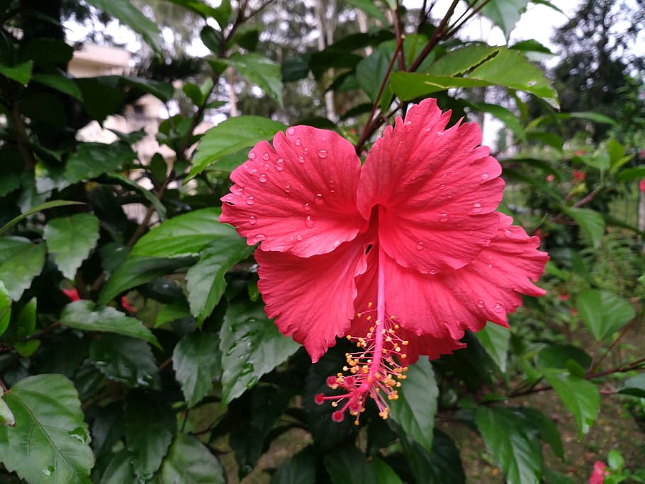 Hawaii Rainbow Kauai Falls, vulnerability, malvaceae flower, day, shoeblackplant Free HD Wallpaper