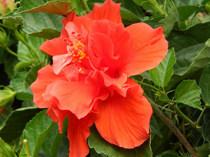 hibiscus, hawaiian, red, Flower Free HD Wallpaper