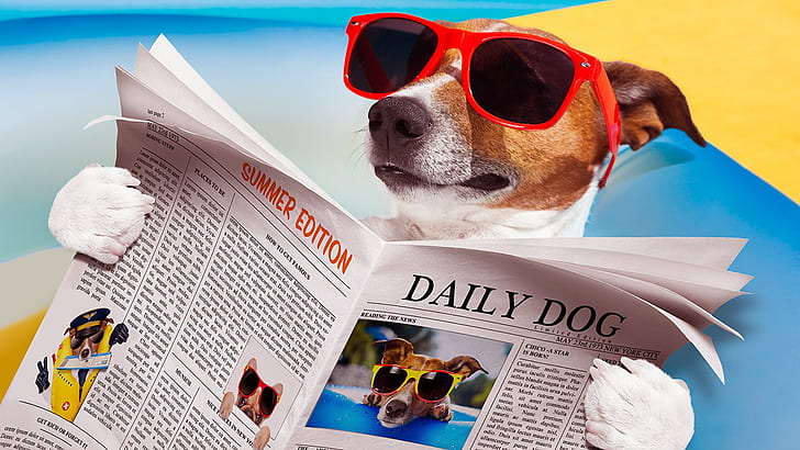 Jack Russell Chihuahua Mix, dog reading, terrier, funny, dog Free HD Wallpaper