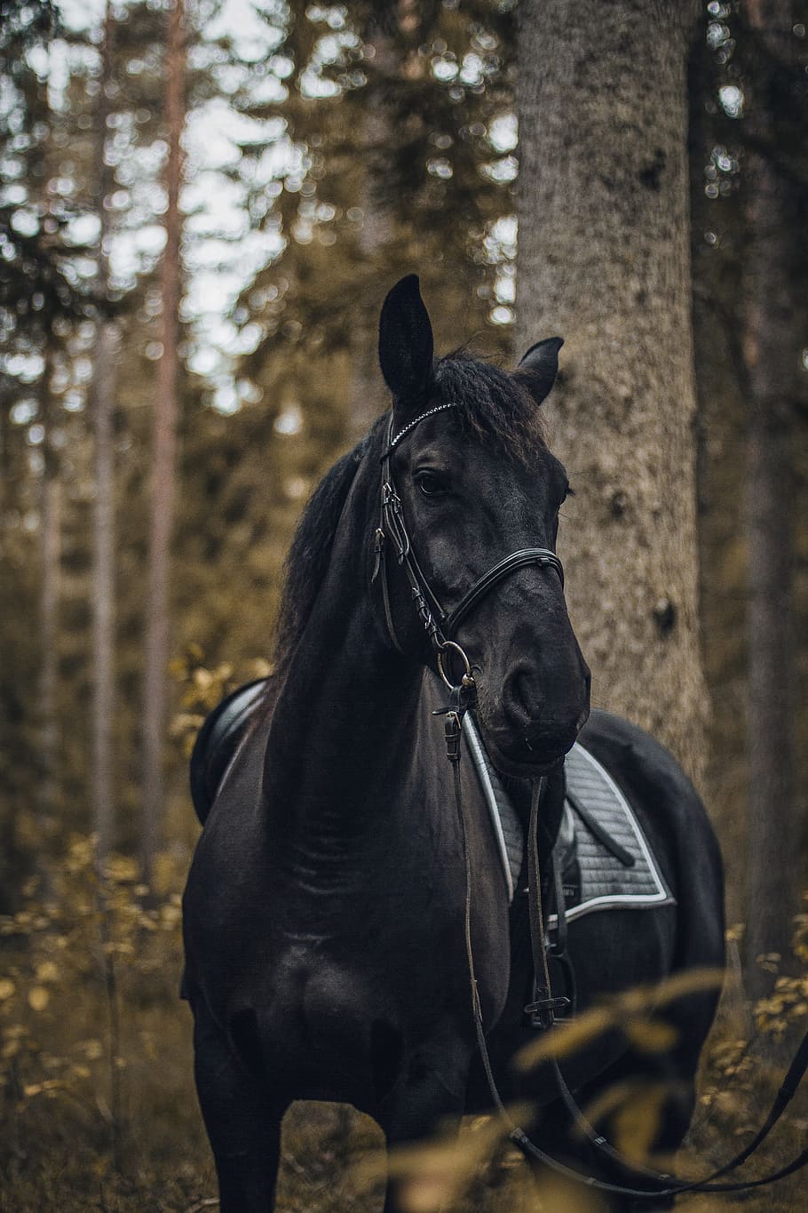 Lion Love, rural scene, black horse, animal harness, stallion