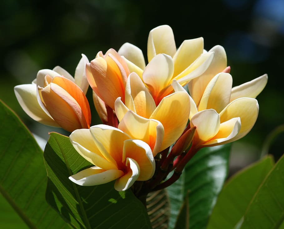 natural, tropical, flowers, flower head