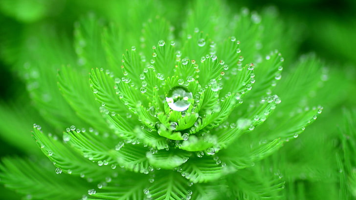 Nature Plants, rain, macro, purity, extreme closeup Free HD Wallpaper