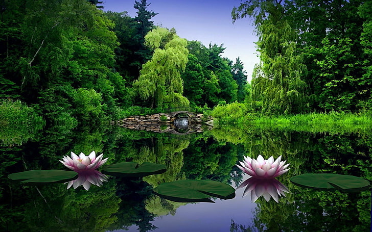 White Pond Flowers, petal, lotus water lily, outdoors, blue Free HD Wallpaper