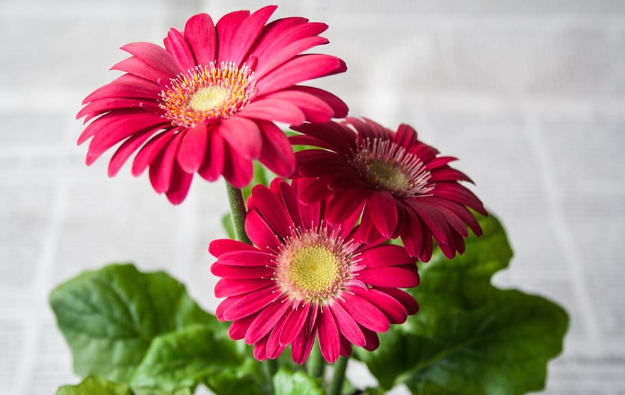 Yellow Gerbera Flower, day, focus on foreground, beauty in nature, mood Free HD Wallpaper