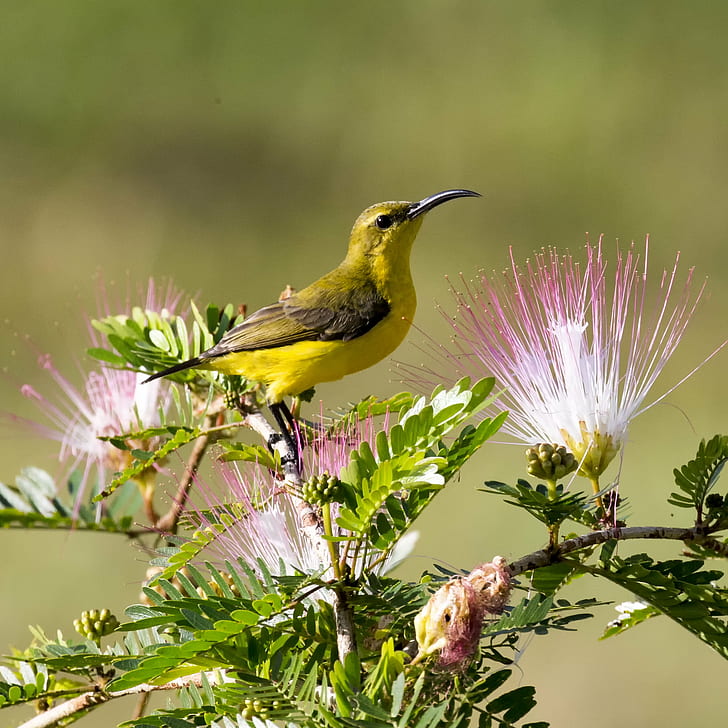 Yellow-throated Miner, australian birds, pom pom, beak, female Free HD Wallpaper