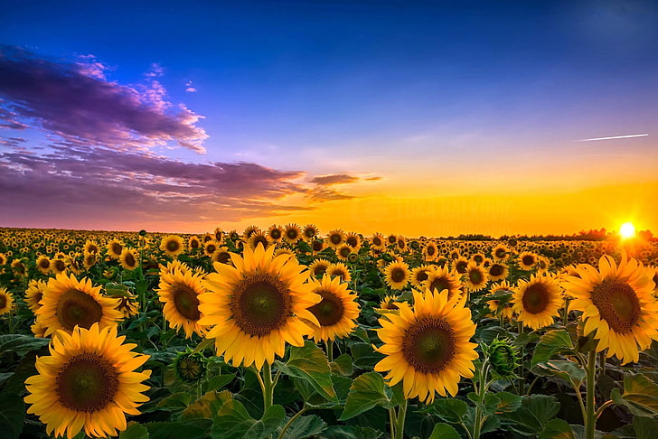 Acer Photos, fragility, land, sunflower, rural scene Free HD Wallpaper