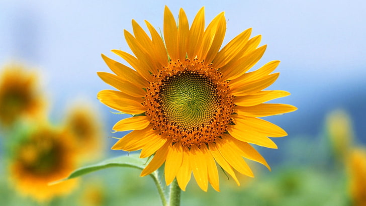 Beautiful Single Flowers, pollen, vulnerability, yellow, sky