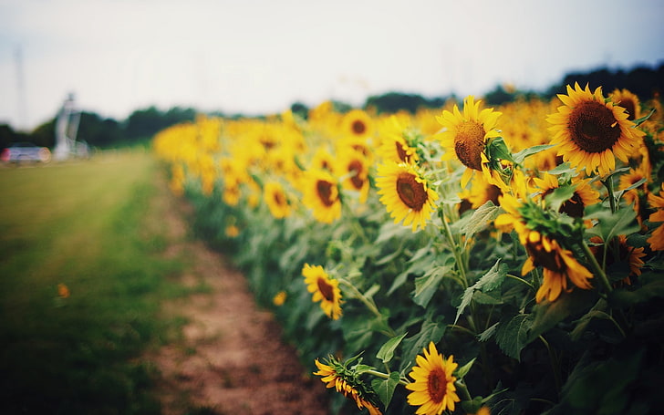 Beautiful Sunflowers, widescreen, path, landscape, fullscreen