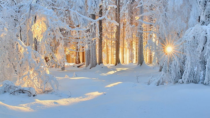 Beautiful Winter Sunset Forest, snowy, landscape, fir, branch