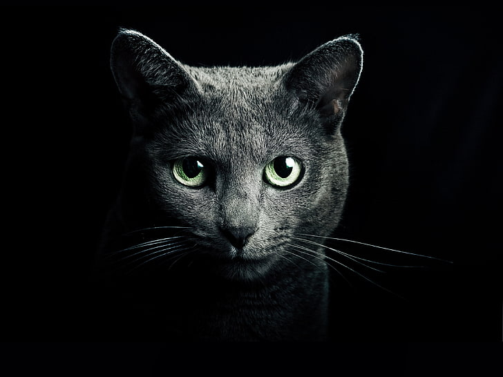 Black Cat with White Eyes, animal, black background, young animal, pets Free HD Wallpaper