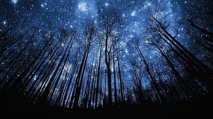 Blue Starry Night, forest, dark, night, starry night