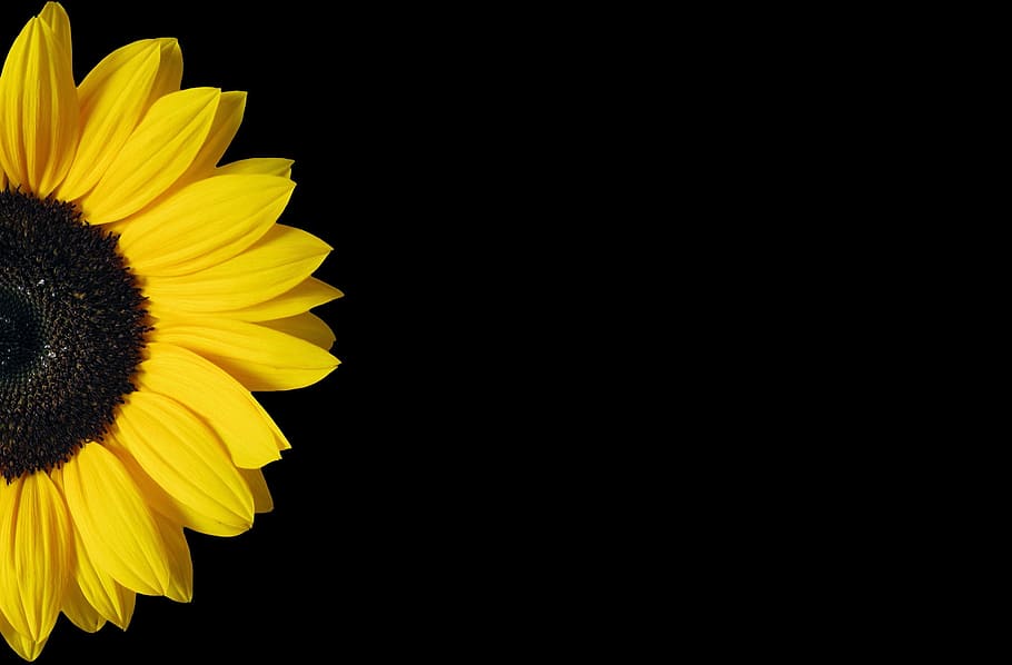 Cute Sunflower Black and White, black background, indoors, beauty in nature, pollen Free HD Wallpaper