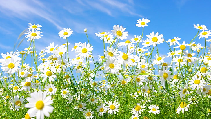 Daisies Flowers, bright, grass, close, chamomile Free HD Wallpaper