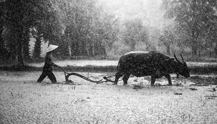 domestic animals, in the country, full length, tradition