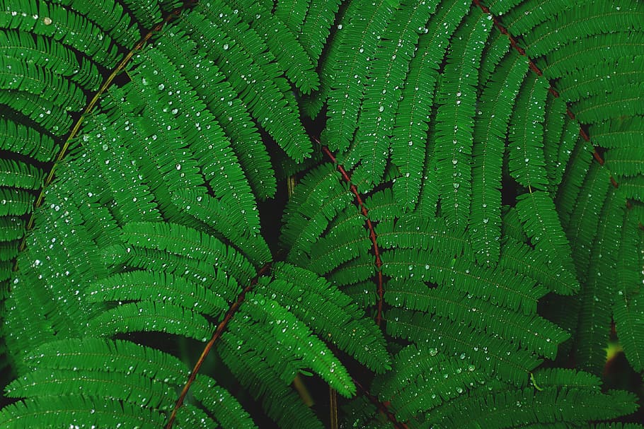 Fern Frond, nature, textured, pattern, tree Free HD Wallpaper