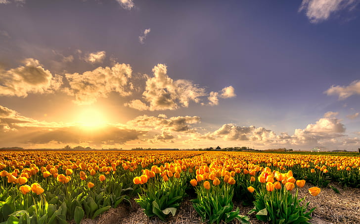 Flower Garden Sunset, sunlight, flower  flower, bloemen, natuur