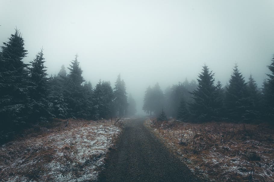 Forest Fog, wald, cold, land, snow Free HD Wallpaper