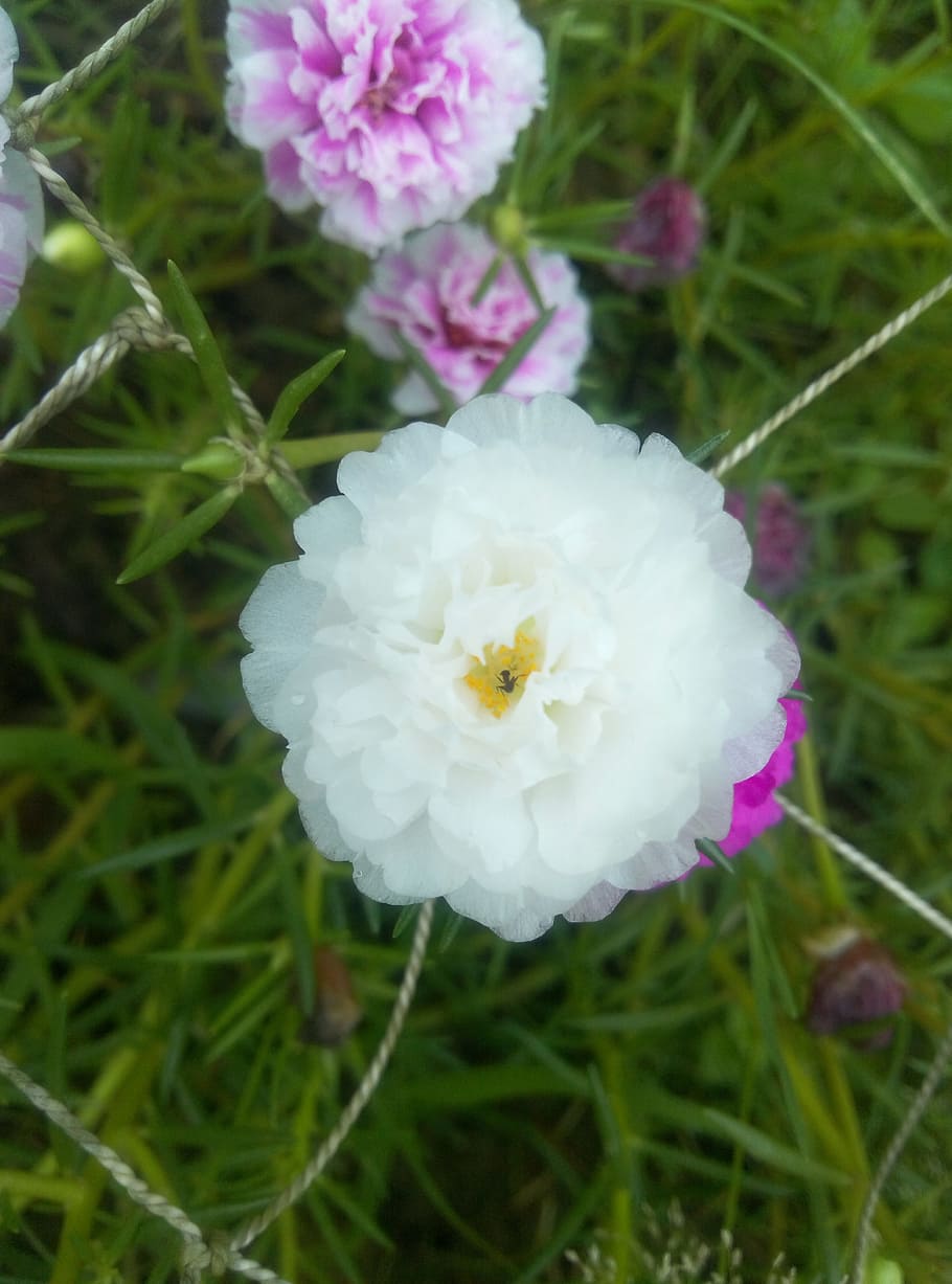 freshness, white color, purple, growth